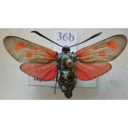 Zygaena loti achilleae Esper, 1780 Kraśnik rogalik Czech36b